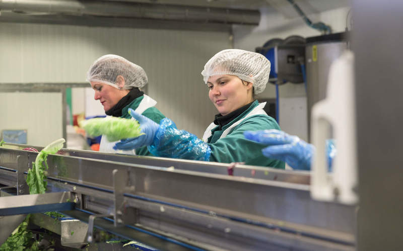 Zwei Mitarbeiter schneiden die Salate in der Produktion