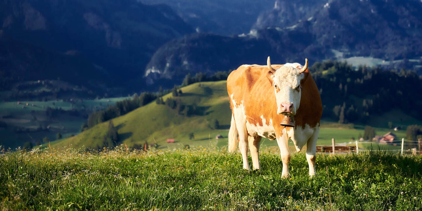 Simmentaler Kuh auf der Alp