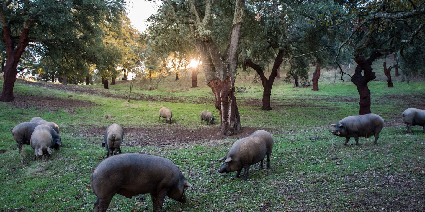 Iberico Schweine eichenhain grasend