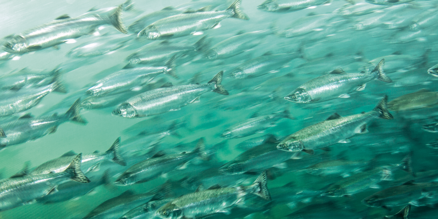 swarm of salmon